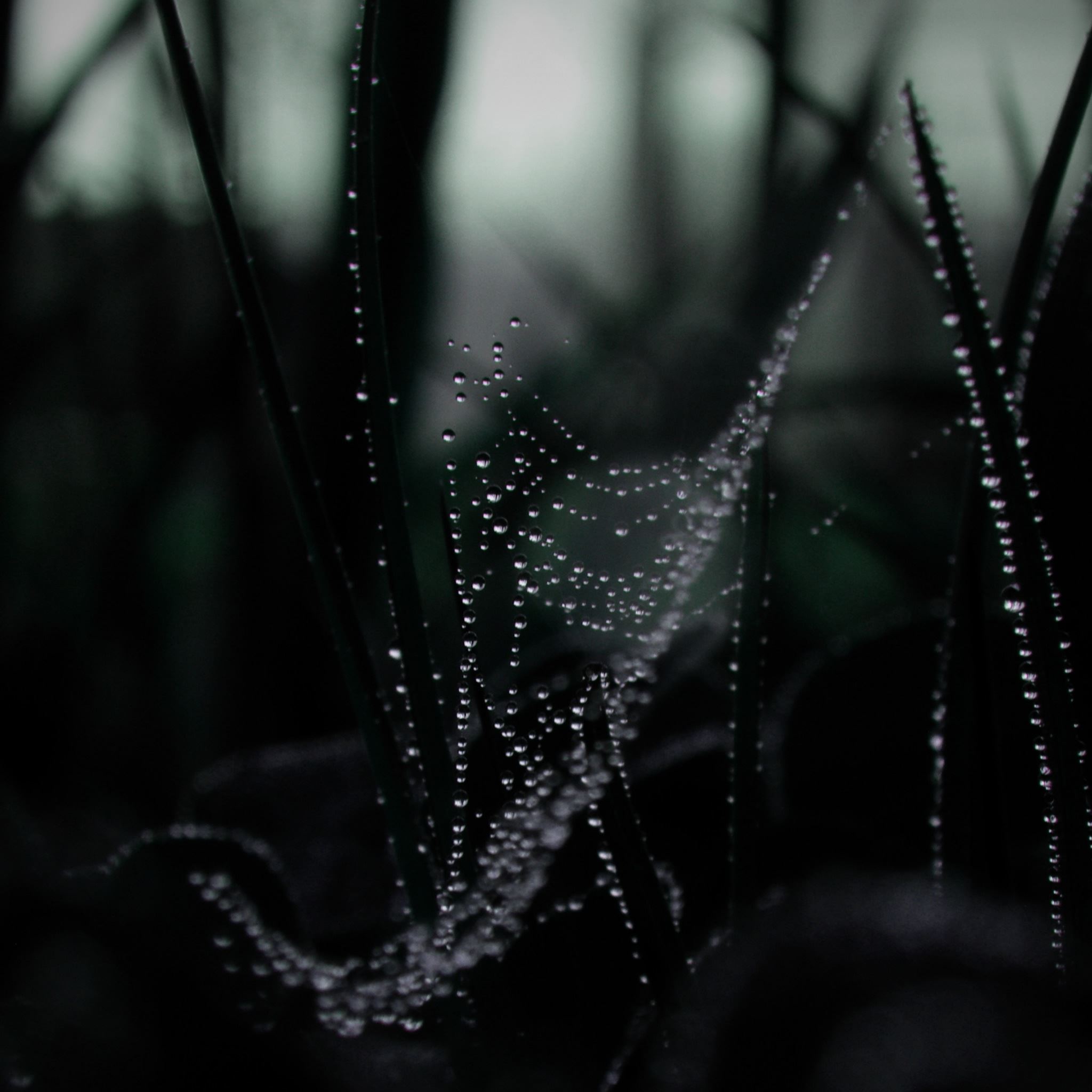 Dew On Spider Web Macro iPad Air wallpaper 