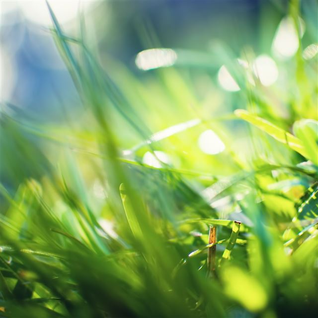 2048x2048 Grass Bokeh 2 - bokeh iPad Air Wallpaper