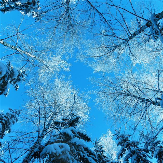 2048x2048 Tree Tops And Blue Sky - tree iPad Air Wallpaper