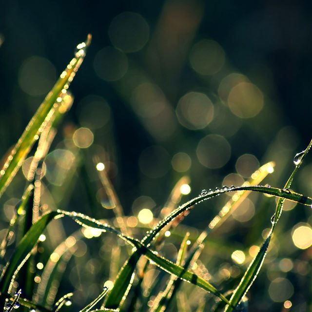 2048x2048 Morning Dew In Sunlight - morning iPad Air Wallpaper