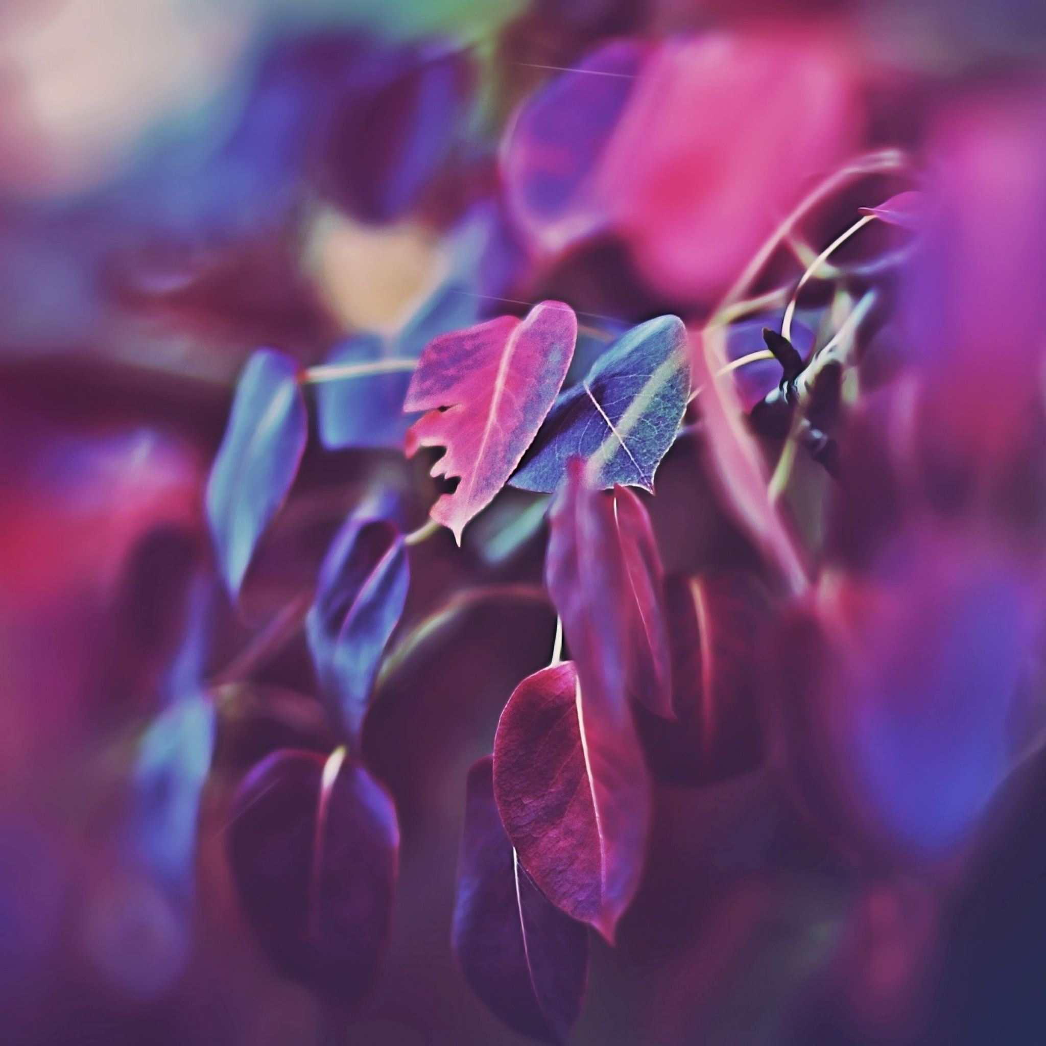 Purple Leaves Bokeh 2 iPad Air wallpaper 