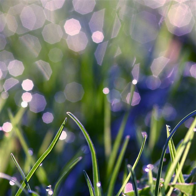 2048x2048 Grass With Morning Dew - sunshine iPad Air Wallpaper