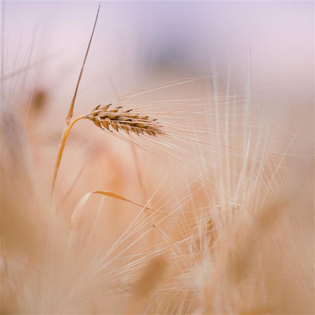 2048x2048 Wheat Spike Summer - summer iPad Air Wallpaper