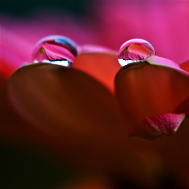 2048x2048 Dew On Petals Macro - pink iPad Air Wallpaper