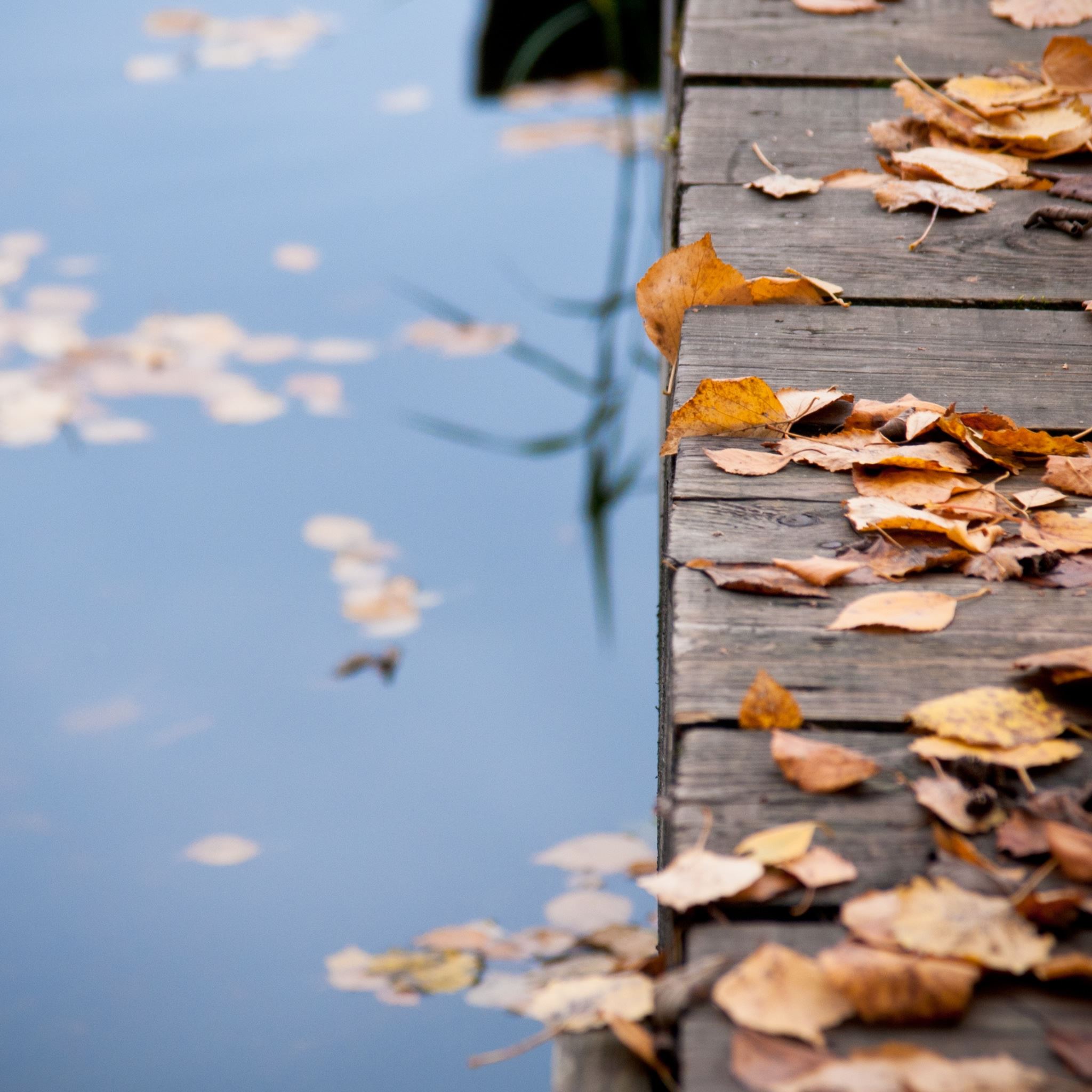 Autumn Leaves On Wooden Bridge iPad Air wallpaper 