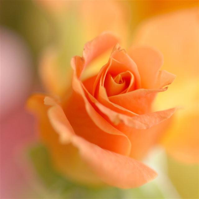 2048x2048 Thank You For All My Friends - flower iPad Air Wallpaper