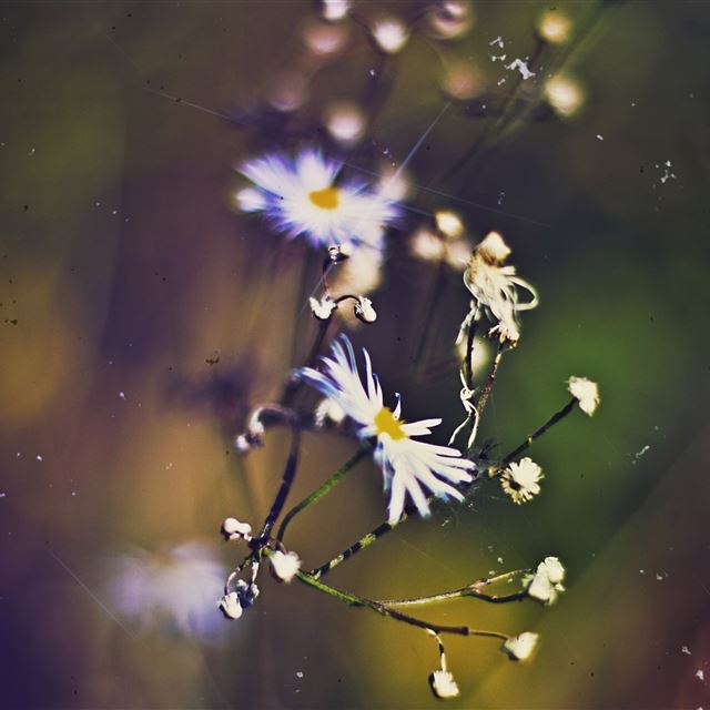 2048x2048 Flowers 53 - brown iPad Air Wallpaper