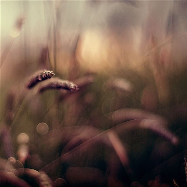 2048x2048 Blurred Grass - blurred iPad Air Wallpaper