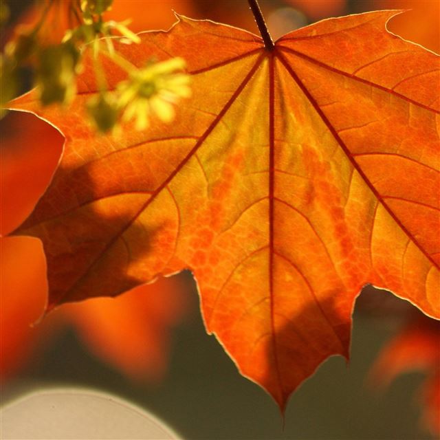 2048x2048 Oak Rust Colored Leaves - flower iPad Air Wallpaper