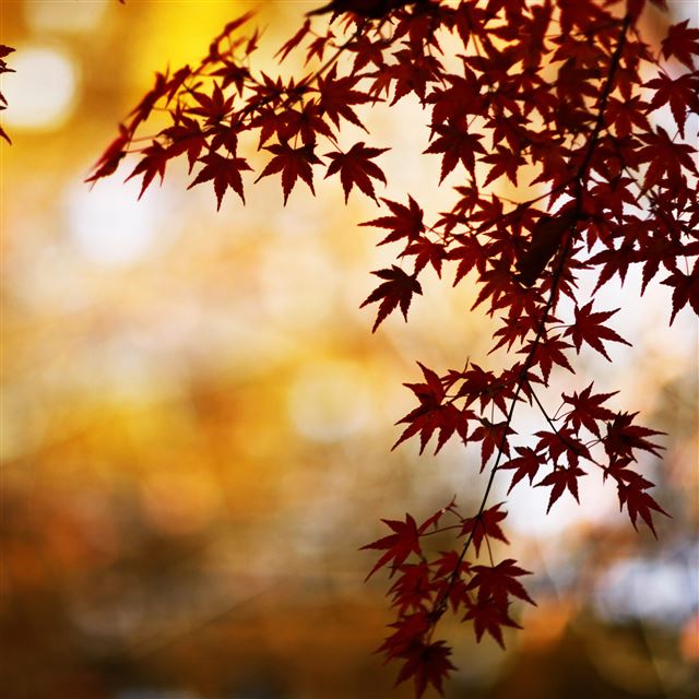 2048x2048 Red Foliage Bokeh - sunshine iPad Air Wallpaper