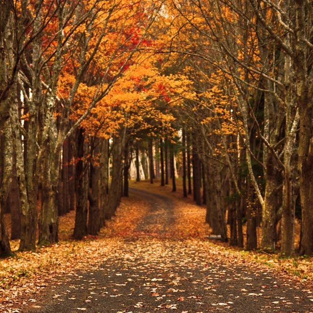 2048x2048 Late Autumn - road iPad Air Wallpaper