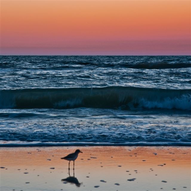 2048x2048 Sunset In Naples Florida - purple iPad Air Wallpaper