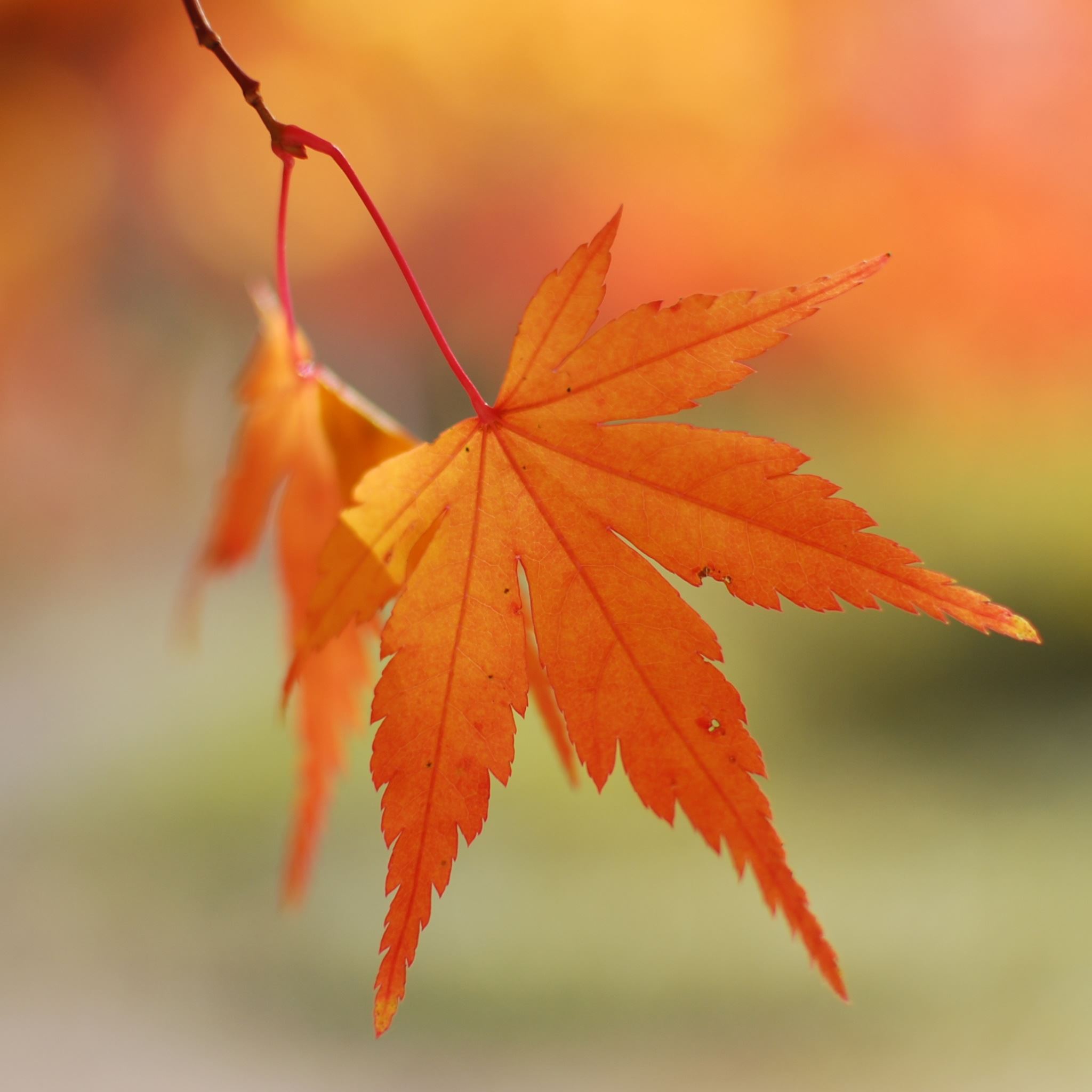 Orange Leaves Bokeh iPad Air wallpaper 