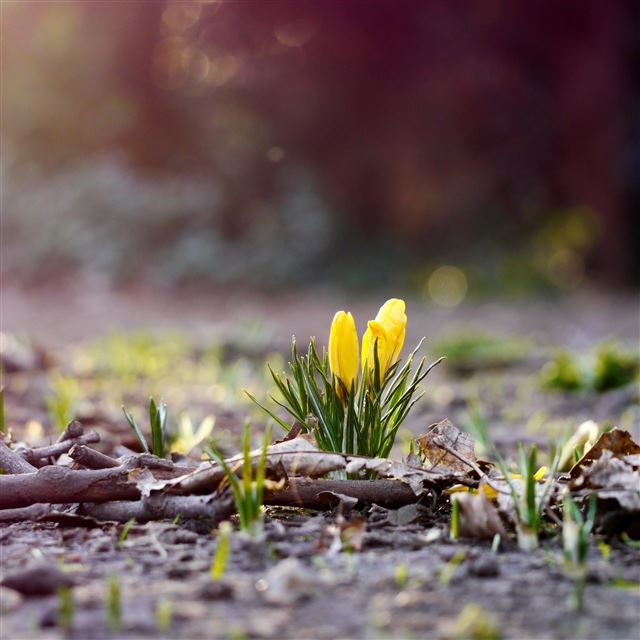 2048x2048 Yellow Crocus Buds - buds iPad Air Wallpaper