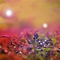 Purple fruit wallpaper