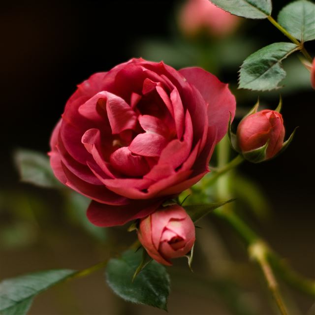 2048x2048 Scarlet Rose - rose iPad Air Wallpaper