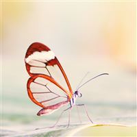 Transparent Wings Butterfly wallpaper