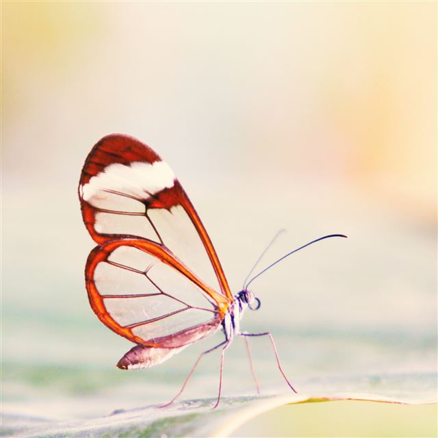 2048x2048 Transparent Wings Butterfly - transparent iPad Air Wallpaper