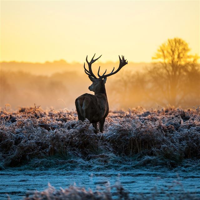 2048x2048 Deer -  iPad Air Wallpaper
