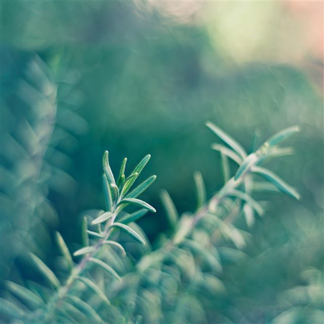 2048x2048 Rosemary - fuzzy iPad Air Wallpaper