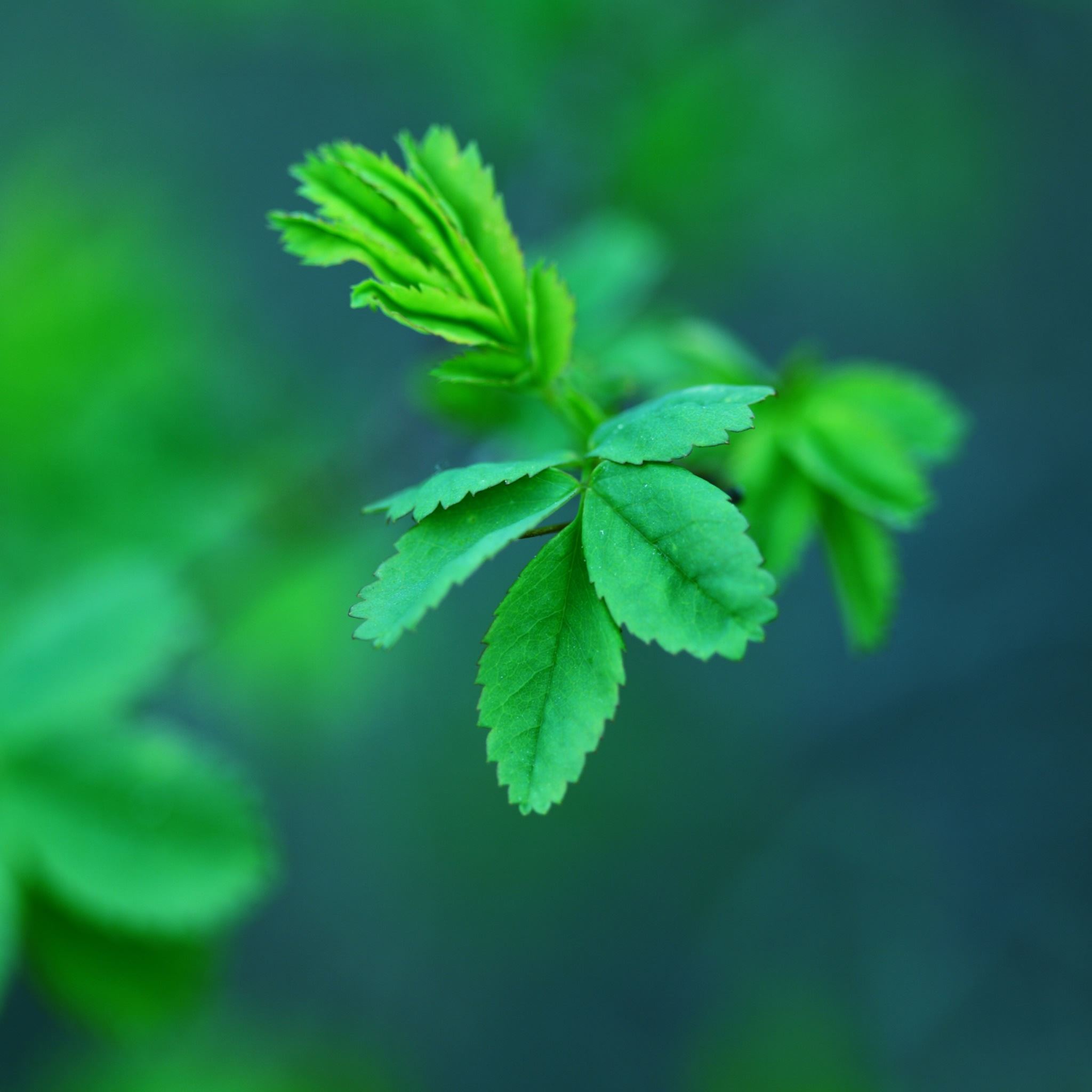 Green Spring Leaves iPad Air wallpaper 