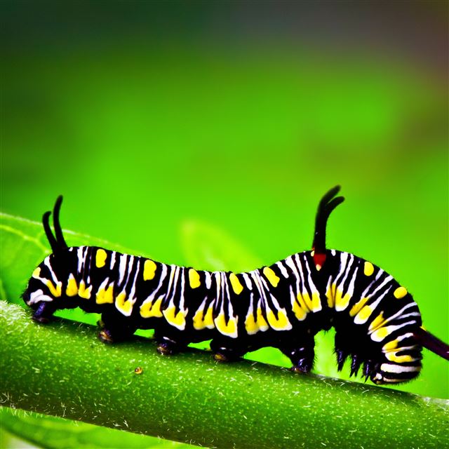 2048x2048 Caterpillar -  iPad Air Wallpaper