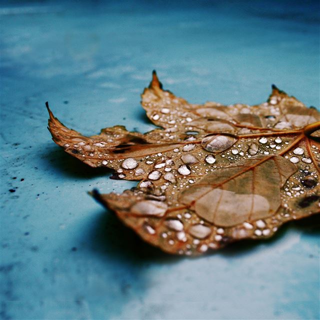 2048x2048 Wet Maple Leaf - drop iPad Air Wallpaper