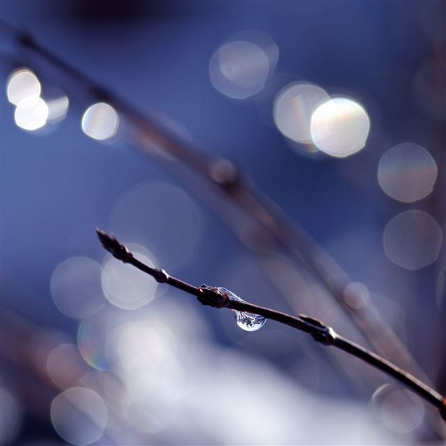 2048x2048 Wet Twig - bokeh iPad Air Wallpaper