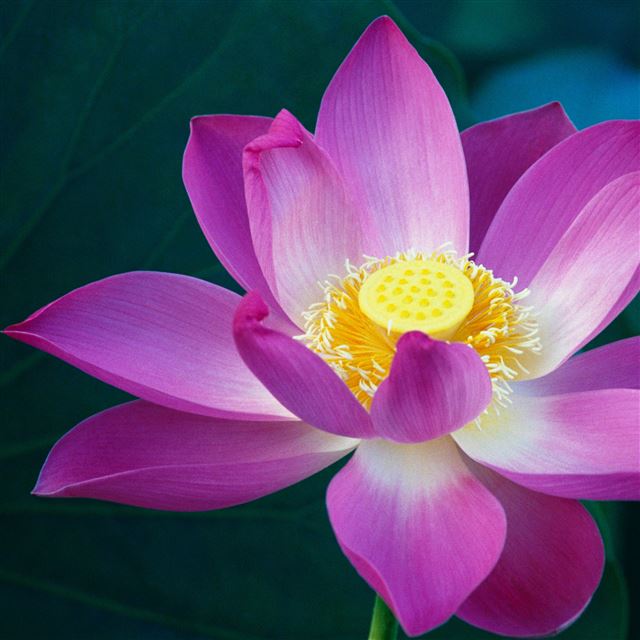 2048x2048 Lotus Flower - pink iPad Air Wallpaper