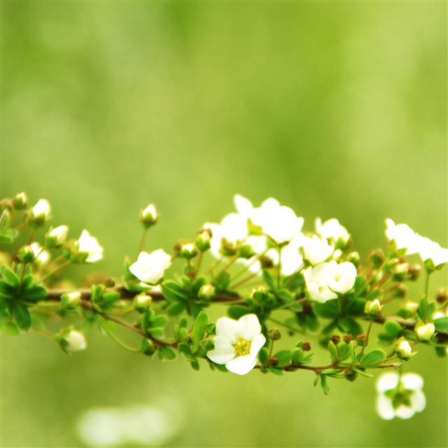 2048x2048 Spring Arch - flower iPad Air Wallpaper