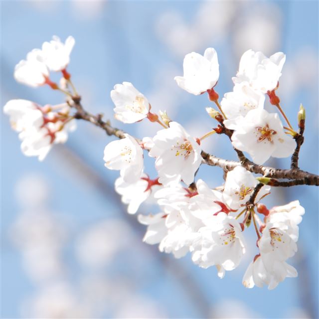2048x2048 Cherry Blossom And Blue Sky - cherry iPad Air Wallpaper