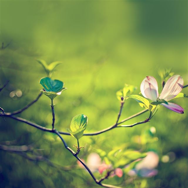 2048x2048 Dogwood Tree Blossom - blossom iPad Air Wallpaper