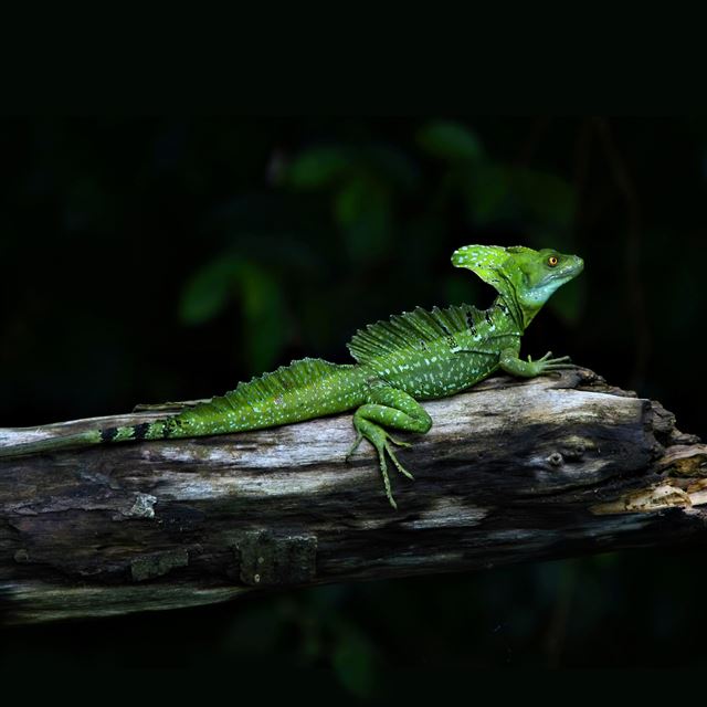 2048x2048 Serious Reptile -  iPad Air Wallpaper