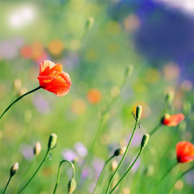 2048x2048 Poppies Meadow - bokeh iPad Air Wallpaper
