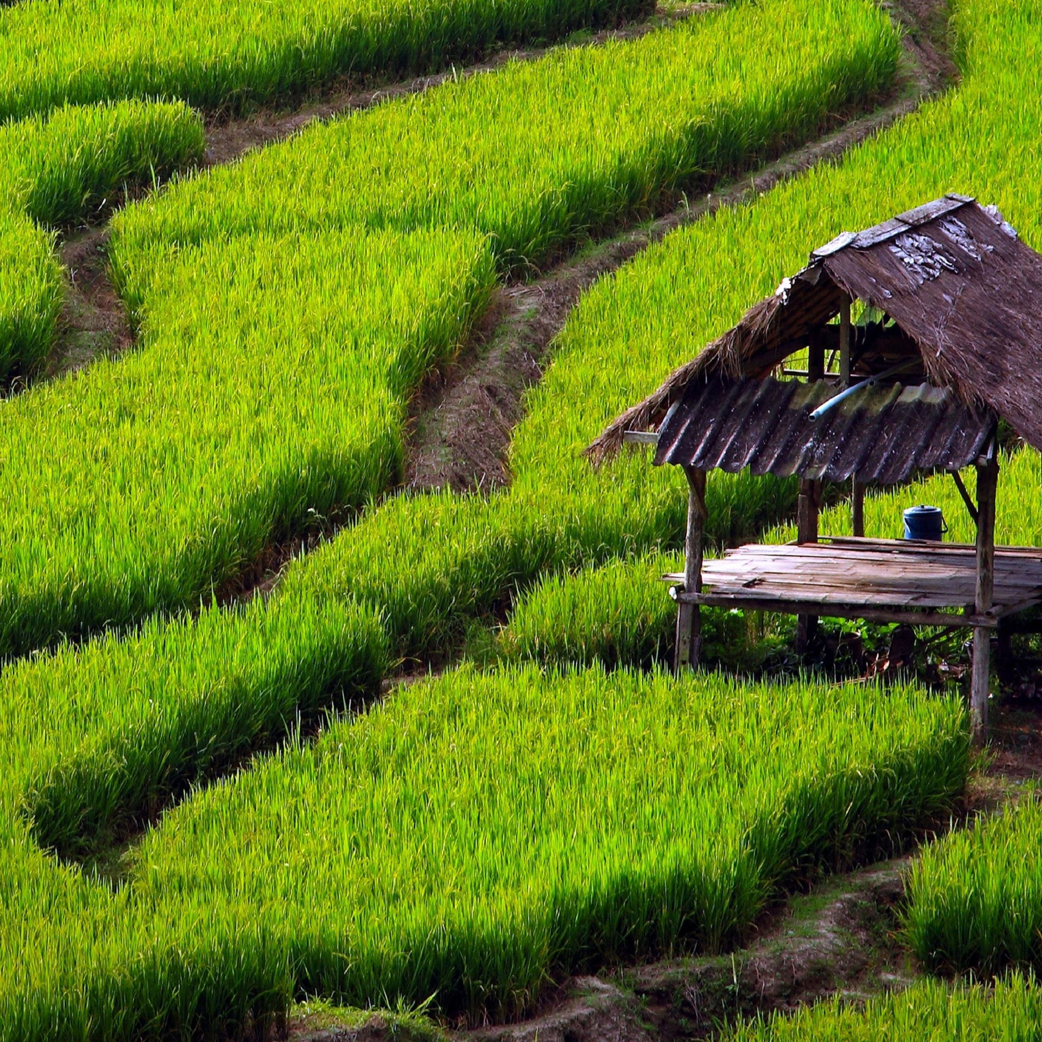 Rice Field Landscape iPad Air wallpaper 