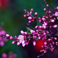 Pink Buds 2 wallpaper