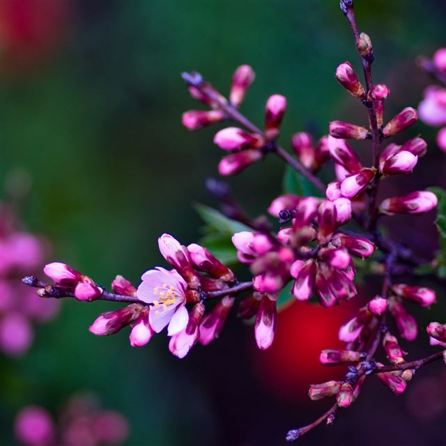 2048x2048 Pink Buds 2 - flower iPad Air Wallpaper