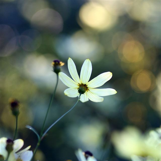 2048x2048 White small flowers - bokeh iPad Air Wallpaper