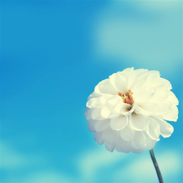 2048x2048 White Flower - sky iPad Air Wallpaper