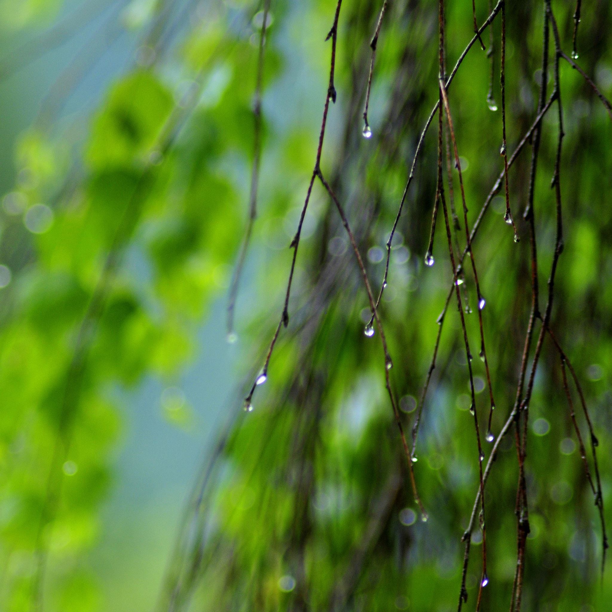 Весною дождь какой. Природа зелень. Капли на ветках. Дождь. Природа дождь.