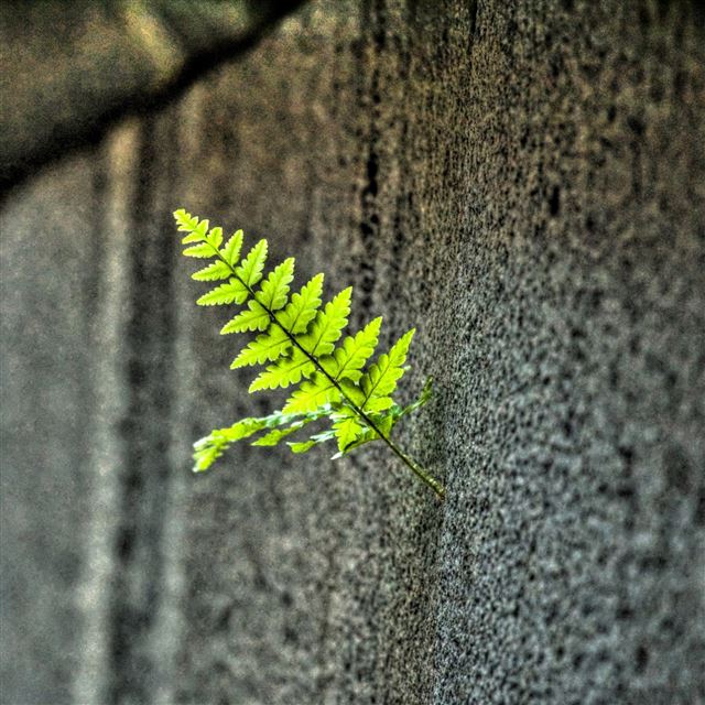 2048x2048 Small Fern - bokeh iPad Air Wallpaper