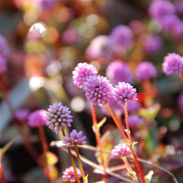2048x2048 Pink Persicaria Capitata - bokeh iPad Air Wallpaper