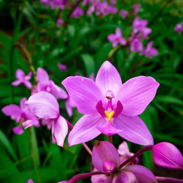 2048x2048 Orchid 3 - flower iPad Air Wallpaper