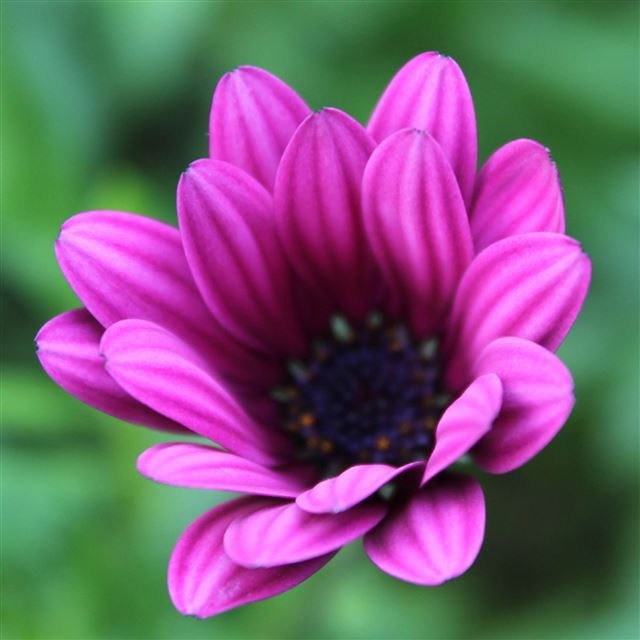 2048x2048 Flower bokeh - flower iPad Air Wallpaper