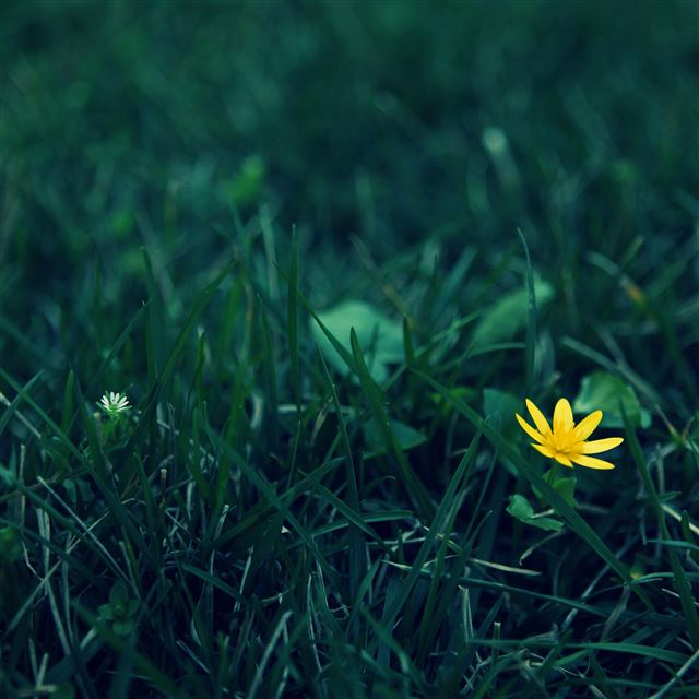 2048x2048 Small yellow flower - bokeh iPad Air Wallpaper