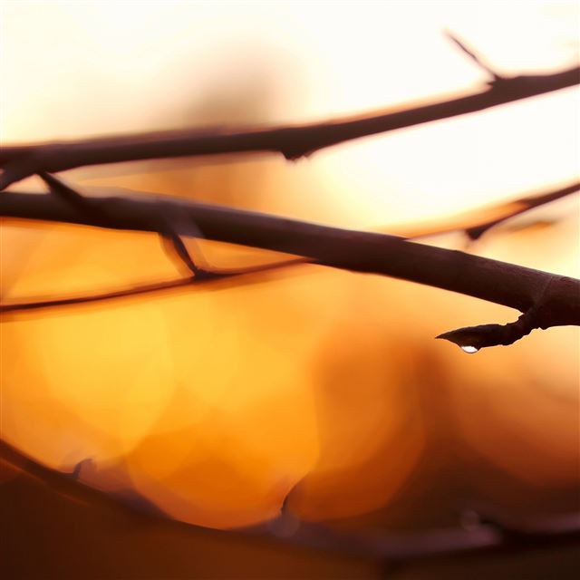 2048x2048 Twigs bokeh - bokeh iPad Air Wallpaper