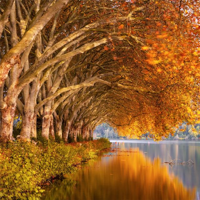2048x2048 autumn trees orange lake 5k - trees iPad Air Wallpaper