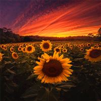 sunflower field 5k wallpaper