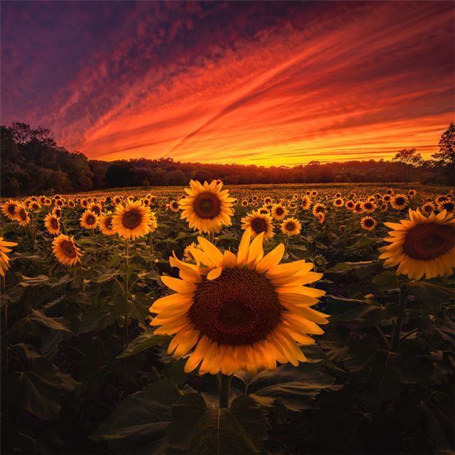 2048x2048 sunflower field 5k - field iPad Air Wallpaper