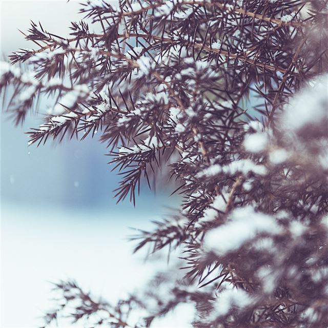 2048x2048 winter tree snow 5k - 4k iPad Air Wallpaper